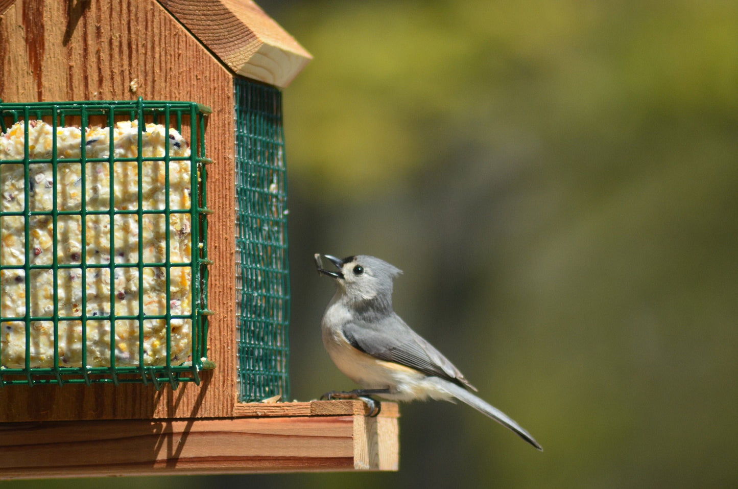 Hanging Bird Feeder with Double Suet Cake Feeders| Holds Bird Feed and Suet Cakes | Handmade from Solid Cedar Wood | FREE SHIPPING