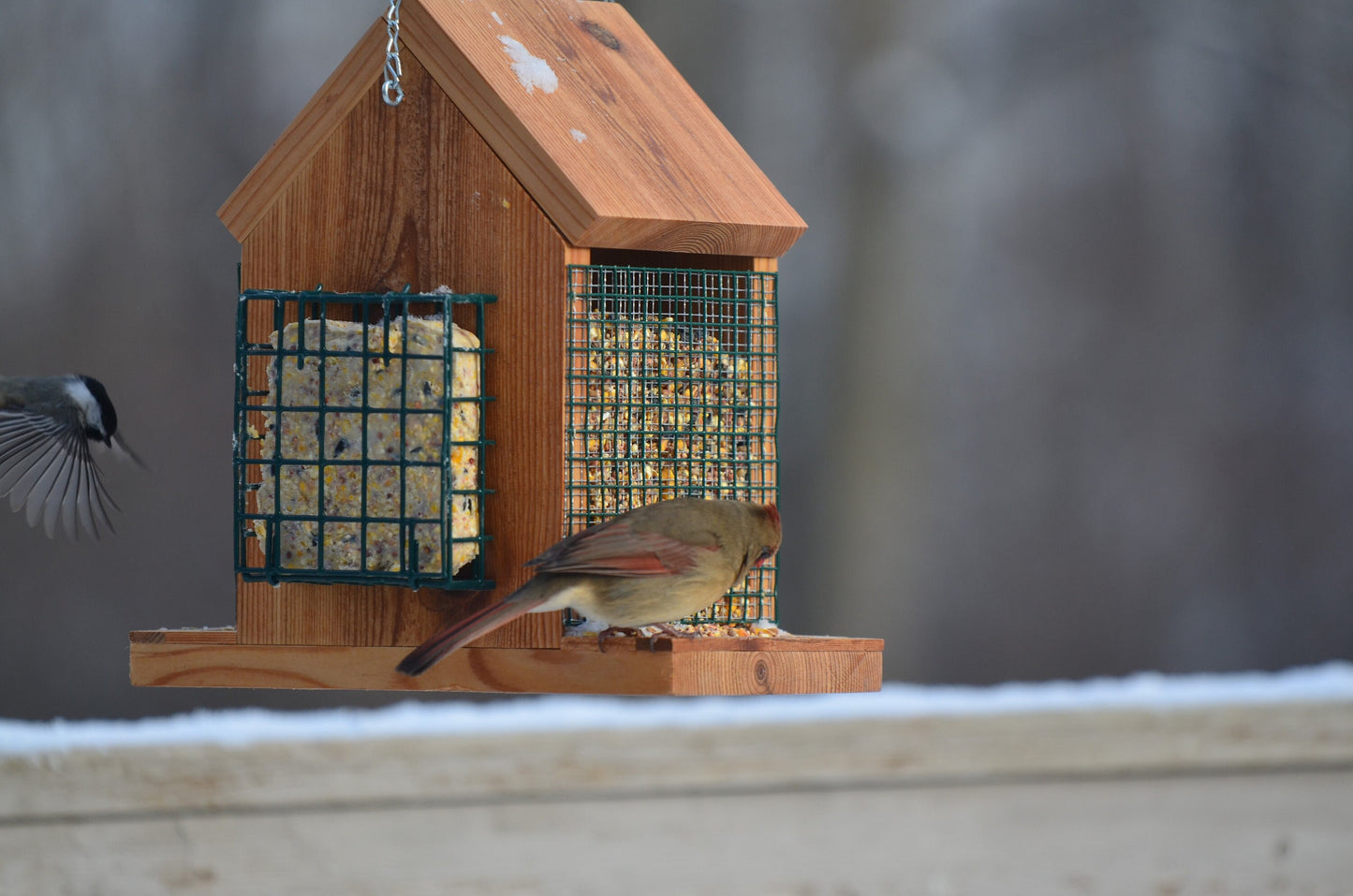 Hanging Bird Feeder with Double Suet Cake Feeders | EXTRA LARGE SIZE | Holds Bird Feed and Suet Cakes | Handmade from Solid Cedar Wood