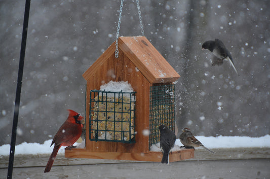 Hanging Bird Feeder with Double Suet Cake Feeders | EXTRA LARGE SIZE | Holds Bird Feed and Suet Cakes | Handmade from Solid Cedar Wood