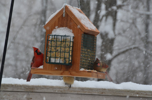 Hanging Bird Feeder with Double Suet Cake Feeders | EXTRA LARGE SIZE | Holds Bird Feed and Suet Cakes | Handmade from Solid Cedar Wood